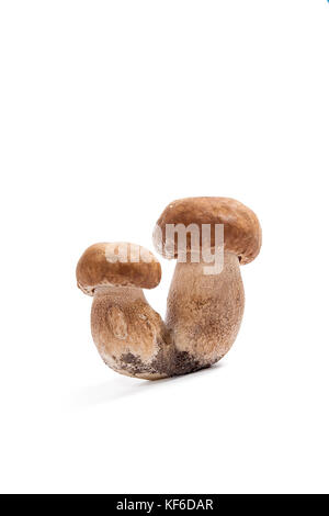 Récolté à l'automne des champignons comestibles double cèpes (Boletus edulis) connu sous le nom de champignons porcini isolé sur fond blanc. Banque D'Images