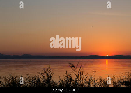 Coucher du soleil sur un lac, avec l'horizon, les oiseaux en plein vol et quelques plantes de silhouettes au premier plan Banque D'Images