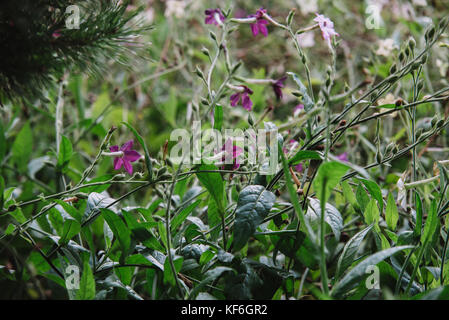 Gros plan sur les fleurs de Nicotiana alata Banque D'Images