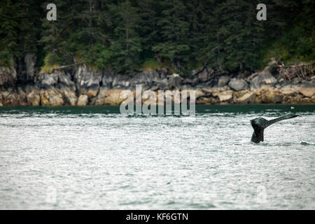 Usa, Alaska, Seward, une baleine à bosse repéré tout en explorant la résurrection Bay sur la façon d'holgate glacier Banque D'Images