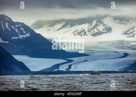 Usa, Alaska, Seward, explorant la résurrection Bay sur la façon d'holgate glacier Banque D'Images