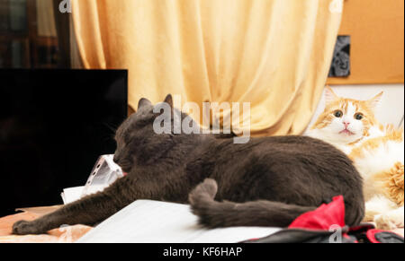 Deux chats adultes gris et rouge dans la chambre Banque D'Images