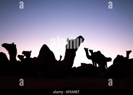 Pushkar, Inde. 25 octobre, 2017. silhouette de chameaux. crédit : ravikanth kurma/Alamy live news Banque D'Images