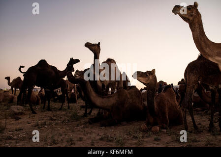 Pushkar, Inde. 25 octobre, 2017. Un grand groupe de chameaux. crédit : ravikanth kurma/Alamy live news Banque D'Images