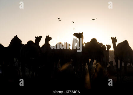 Pushkar, Inde. 25 octobre, 2017. Un matin scène à la foire de chameau. crédit : ravikanth kurma/Alamy live news Banque D'Images