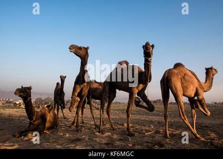 Pushkar, Inde. 25 octobre, 2017. Les chameaux les jambes sont liées à les garder en un seul endroit. crédit : ravikanth kurma/Alamy live news Banque D'Images