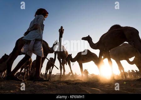 Pushkar, Inde. 25 octobre, 2017. un herder se réveiller ses chameaux dans la matinée. crédit : ravikanth kurma/Alamy live news Banque D'Images