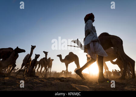 Pushkar, Inde. 25 octobre, 2017. un contrôle de herder ses chameaux dans la matinée. crédit : ravikanth kurma/Alamy live news Banque D'Images