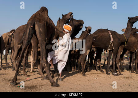 Pushkar, Inde. 25 octobre, 2017. Une jambe le chameau est liée à les garder en un seul endroit. crédit : ravikanth kurma/Alamy live news Banque D'Images