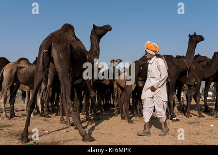 Pushkar, Inde. 25 octobre, 2017. Un éleveur avec ses chameaux. crédit : ravikanth kurma/Alamy live news Banque D'Images