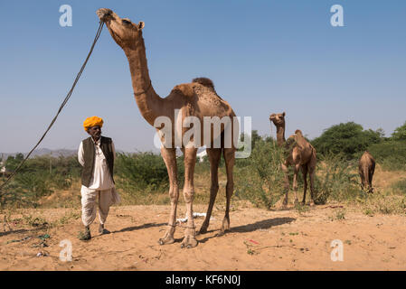 Pushkar, Inde. 25 octobre, 2017. un acheteur d'inspecter les chameaux. crédit : ravikanth kurma/Alamy live news Banque D'Images