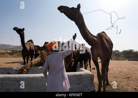 Pushkar, Inde. 25th octobre 2017. Camels eau potable. Credit: Ravikanth Kurma/Alay Live News Banque D'Images