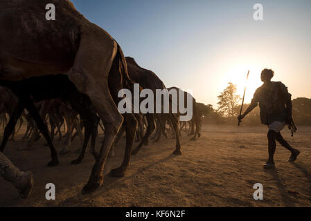 Pushkar, Inde. 25 octobre, 2017. un herder réunissant ses chameaux à la mela motifs. crédit : ravikanth kurma/Alamy live news Banque D'Images