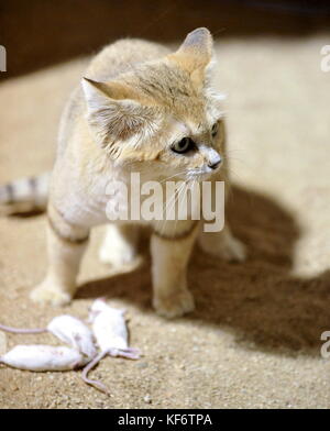 Chat Felis Margarita Sable Femmes De Marcher A Travers Le Territoire Tenere Sahara Niger Photo Stock Alamy