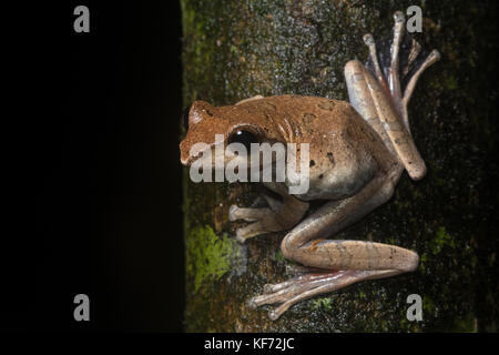 Un brown tree frog (Rhacophorus harrissoni) sur une branche dans une jungle boréenne. Banque D'Images