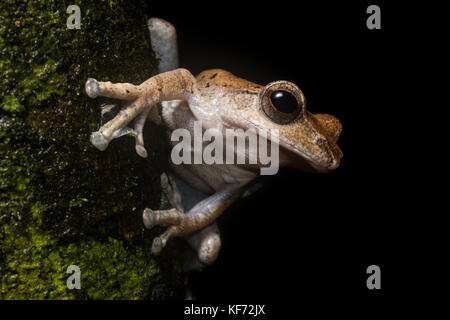 Un brown tree frog (Rhacophorus harrissoni) sur une branche dans une jungle boréenne. Banque D'Images