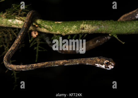 Un Aplopeltura blunthead serpent (BOA) de Bornéo. Banque D'Images