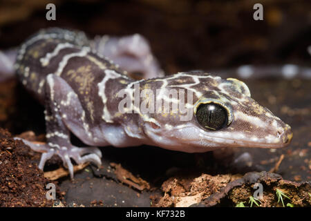 L'embout d'un peter bent gecko (Cyrtodactylus consobrinus) de Bornéo. Banque D'Images
