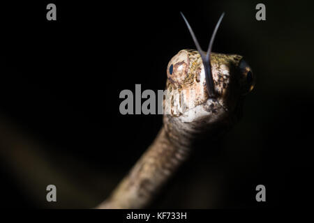 Un Aplopeltura blunthead serpent (BOA) à partir de la jungle malaisienne. Banque D'Images