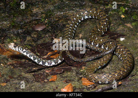 Un serpent d'eau tête blanche (Amphiesma flavifrons) de Bornéo qui est le seul endroit où on peut trouver cette espèce. Banque D'Images