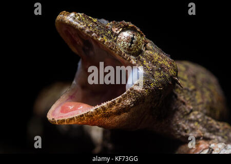 La colère du Mont Kinabalu flying gecko (Ptychozoon rhacophorus) une espèce ne se trouve que sur quelques sommets de montagne dans la région de Bornéo Malaisien. Banque D'Images