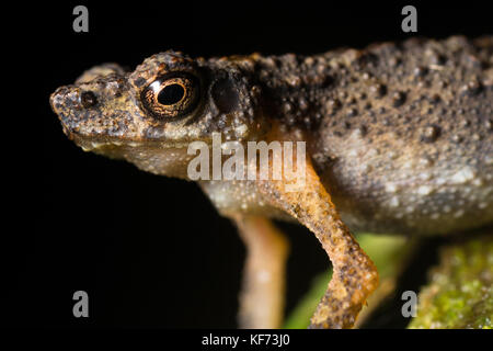 Kadamaiam Ansonia hanitschi flux (crapaud) une espèce ne se trouve que sur une montagne, Mt. Kinabalu, à Bornéo Banque D'Images