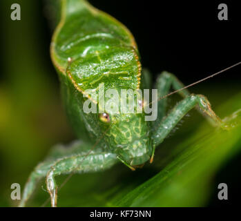 Un grand katydid à partir de la jungle tropicale de Sabah, Bornéo, Malaisie. Banque D'Images