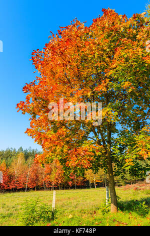 Les arbres avec des feuilles de couleur jaune et rouge sur vert prairie en automne, la Pologne Banque D'Images