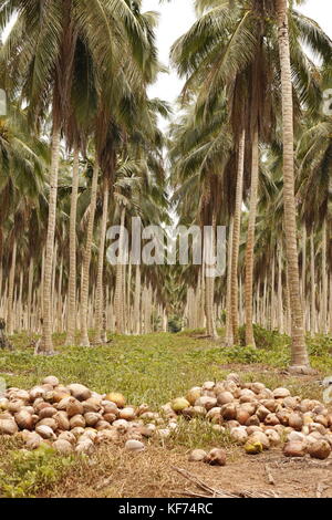 Coconut tree grove dans une ferme de noix de coco au Brésil avec des tas de noix de coco séchées sur l'herbe Banque D'Images