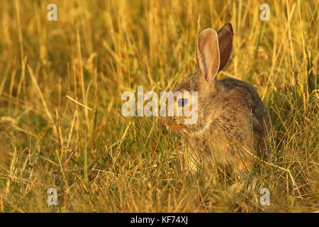 Un portrait d'une jeune nuttall se reposant dans les badlands. Banque D'Images