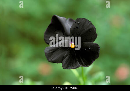 Close-up d'une seule Pensée 'Black Knight' (Viola x wittrockiana). Aussi appelée Pensée Diable Noir. Nouvelle-Galles du Sud, Australie. Banque D'Images