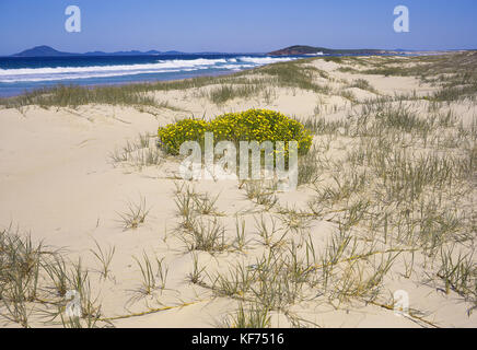 Mungo Beach avec Broughton Island en arrière-plan, et Beach spinifex (spinifex sericeus) et Beach Daisy (Arctotheca populifolia). Myall Lakes Nati Banque D'Images