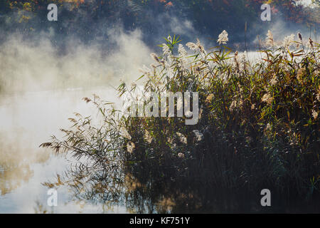 Brume brouillard paysage sur le lac en automne avec des couleurs vibrantes Banque D'Images