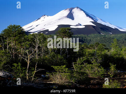 Volcan Llaima, avec flore colonisatrice après la réuption volcanique (Nothofagus spp, Araucaria araucana), Parc national de Conguillio, Andes, Chili, IXe région Banque D'Images