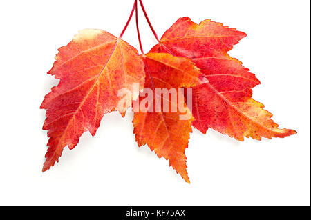 Trois feuilles d'érable de l'automne rouge isolé sur fond blanc. vue d'en haut. close-up. Banque D'Images