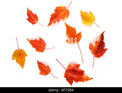 L'érable rouge et jaune feuilles d'automne isolé sur fond blanc. vue d'en haut. Banque D'Images