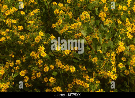 Le buisson Bitou (Chrysanthemoides monilifera rotundata), avec une masse de fleurs jaunes vives, une espèce envahissante d'Afrique du Sud naturalisée dans le Queensland an Banque D'Images