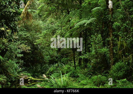 Parc national de Border Ranges, forêt tropicale, nord de la Nouvelle-Galles du Sud, Australie Banque D'Images