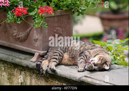 La toscane, italie. Un chat tigré se lave son visage tout en se trouvant sur un mur dans un jardin italien Banque D'Images