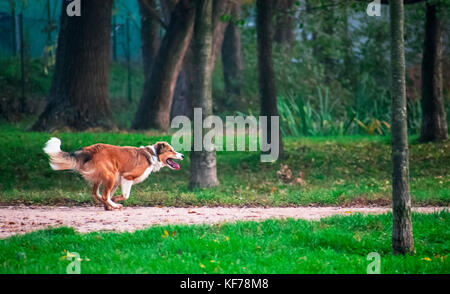 Un chien (collie) s'exécutant dans le parc forestier de Banque D'Images