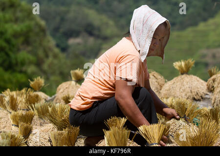 Une femme d'Ifugao tend à riz qui a récemment été cultivé Banque D'Images