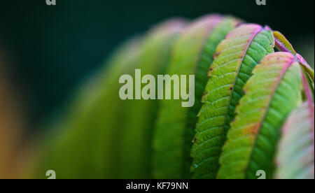 Close up of Green Rhus typhina corne de cerf feuilles sur une tige juste avant la fin de l'été passe au rouge, Shepperton, Surrey, Royaume-Uni Banque D'Images