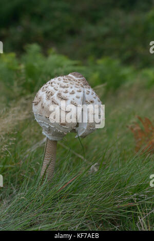 La coulemelle (macrolepiota procera/lepiota) england uk Banque D'Images