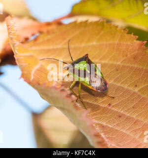 Un bouclier bug est assis sur une feuille de cerisier. Banque D'Images