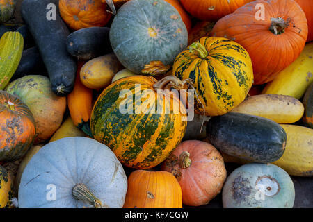 Différents légumes multicolores dans la boîte, de grâce : la récolte des citrouilles, courges, citrouilles multicolores sur le jardin Banque D'Images