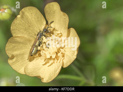 Insecte sur fleur Banque D'Images