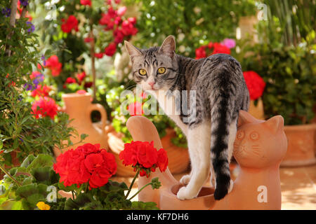 Chat domestique, black silver tabby, blanc Banque D'Images