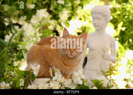 Chat domestique, gingembre, assis entre des fleurs dans le jardin Banque D'Images