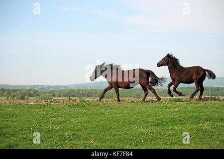 Chevaux qui courent sur terrain Banque D'Images