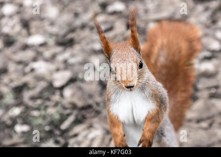 Curieux petit écureuil roux assis sur fond marron feuillage sec floue Banque D'Images